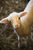 Apstiprinātas izmaiņas aitu pārraudzības kārtībā