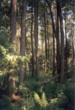 10. oktobrī jauni noteikumi meža nozarē