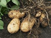Vācijas kartupeļu raža ir zemāka par gaidīto