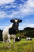 Eiropas Komisija auj dalbvalstm izmakst piensaimniekiem valsts atbalstu ldz 15 000 eiro 